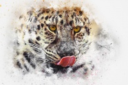 豹子艺术水彩画图片