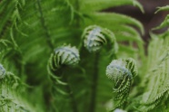 绿色蕨类植物摄影图片