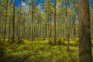 茂密森林树木景观图片