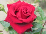 红玫瑰花图片欣赏