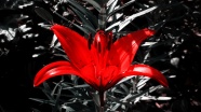 红色百合花朵图片