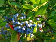 野生蓝色浆果图片