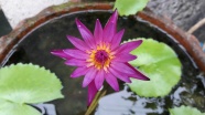 紫色睡莲花朵图片