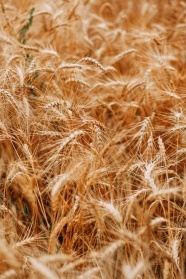 成熟小麦高清照片