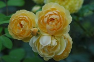 黄色玫瑰花朵摄影图片