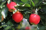 成熟大红苹果图片