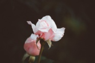 粉色玫瑰花骨朵图片