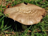 秋季大蘑菇图片