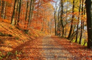 秋季森林树木景观图片