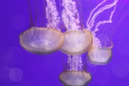 海洋水母高清图片