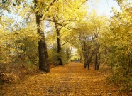 秋天树林落叶景观图片