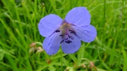 清新淡蓝色花朵图片