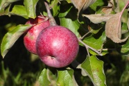 成熟新鲜红苹果图片