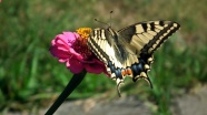 菊花上的燕尾蝶图片
