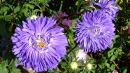 花园紫色菊花图片