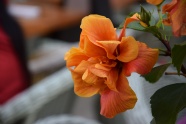 橙色木槿花朵图片