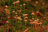 森林地面小蘑菇图片