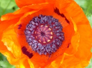 罂粟花朵微距图片