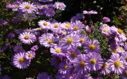 紫色野生菊花图片