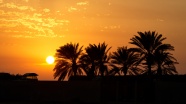 日落椰子树剪影图片
