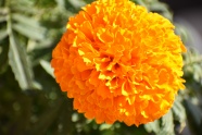 橙色万寿菊图片