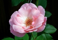 淡粉色玫瑰花朵微距图片