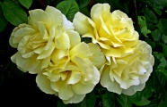 黄色玫瑰花朵图片