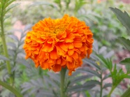 橙色万寿菊鲜花图片