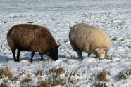 冬季雪地绵羊图片