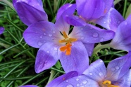 紫色番红花近景图片