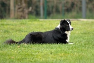 黑白色宠物狗图片