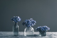 水培蓝色花朵图片