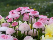漂亮粉红色菊花图片