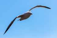 高空展翅海鸥图片