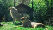 动物园观赏狮子图片