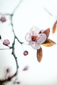 盛开的桃花花朵图片