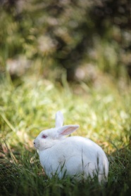 可爱小白兔高清图片