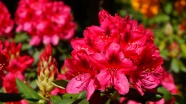 火红杜鹃花朵图片