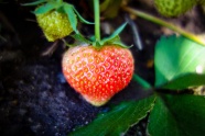 未成熟草莓摄影图片