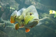 水族馆绿色鱼图片