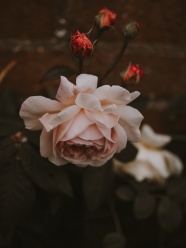 淡粉色玫瑰花唯美图片