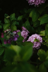 紫红色绣球花图片
