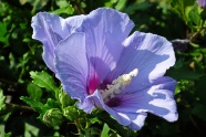 紫色芙蓉花朵图片
