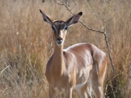 野生斑羚羊图片