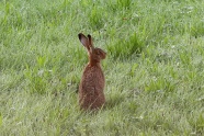 草丛灰色野兔图片