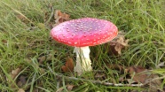 伞状野蘑菇图片