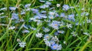 淡蓝色小雏菊花图片