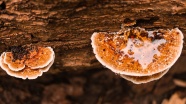 树蘑菇图片