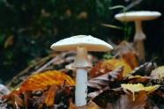 秋季伞状白蘑菇图片