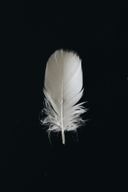 一根唯美白色羽毛图片